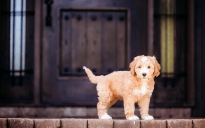 Why the Summer is a Good Time to take a Puppy Home