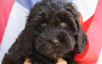 Puppy Tips – Listening