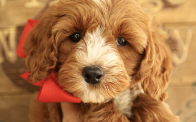 Have you Registered your Puppy’s Microchip?