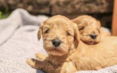 What does “Multigenerational” mean for Australian Labradoodles?